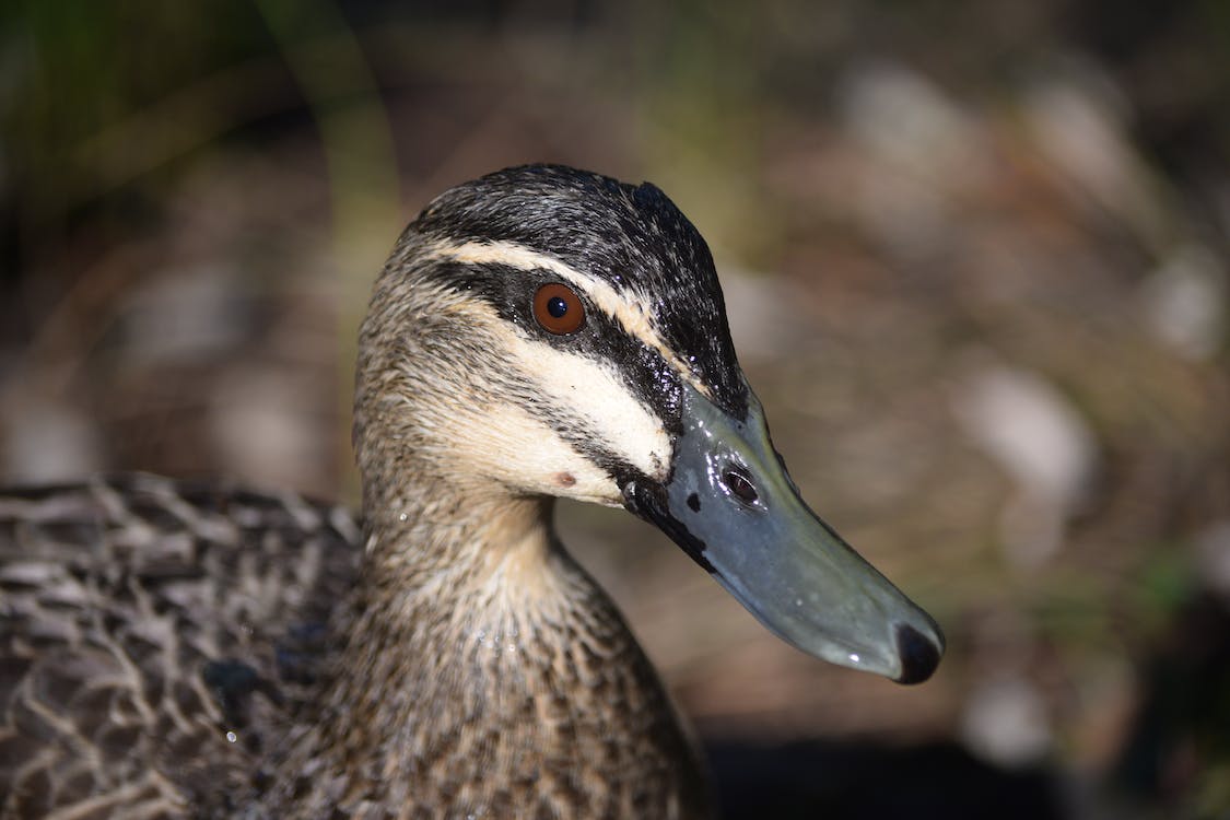 Die Phobie vor Enten / The phobia of ducks